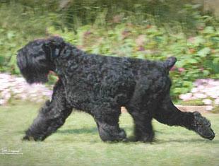 Black Russian Terrier