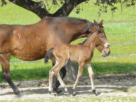 Yeguada de Ymas farm in Spain called Sandaraca Vince  Photo: Yeguada de Ymas