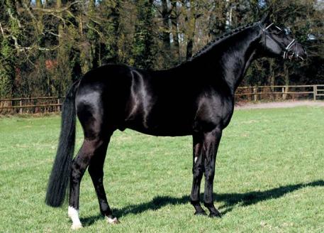 E.H. Buddenbrock is fully approved for Trakehner, Hanoverian, Oldenburg, Westphalian, Rhineland and Southern Germany Breeding Associations