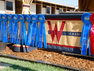 W Farms ribbons