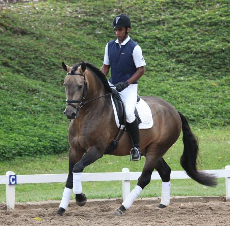 Canopus Interagro, a striking buckskin stallion by Tufão Interagro, is one of the horses to be presented at the auction. (Photo: Tupa)