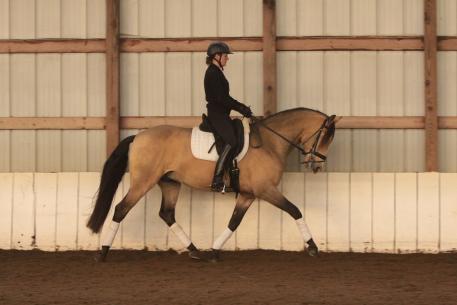 Caramelo - SOLD on DressageDaily's HorseMarket