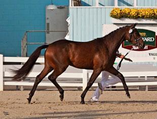 Catalina ISF by Contango. Photo Stacy Lynne