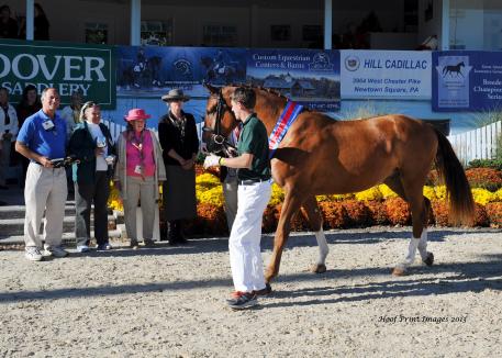 Hilltop Farm's Cha Ching (Contucci x Comtesse) won the Colt/Geldings Championship