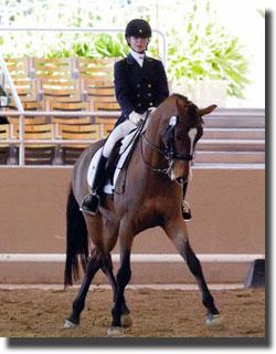 Catherine Chamberlain and her KWPN gelding Verdicci (Krack C x Nadine's Monday by Jackson) were awarded the Willy Arts Grant by the KWPN-NA.