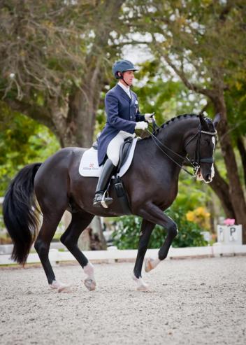 Christopher Hickey piloted Pacino, owned by Oak Meadows in the Grand Prix to score 67.234%. Pacino (Parabol x Cor Noir) competing in his first recognized show at Grand Prix. Photo: Joanna Jodko