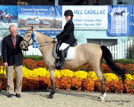 Cinderella, a 14-hand buckskin German Riding Pony (Champion de Luxe x Golden Rock)