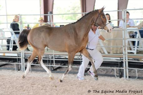 Spycoast Farm Young Horse Series Pandora (Balta 'Czar/Prinz Gaylord), bred and owned by Winhall, LLC finished in reserve with a score of 7.86