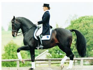 Contango is the sire of Ravel, winner of two brongze medals for the U. S. at the WEG (Photo Terri Miller)