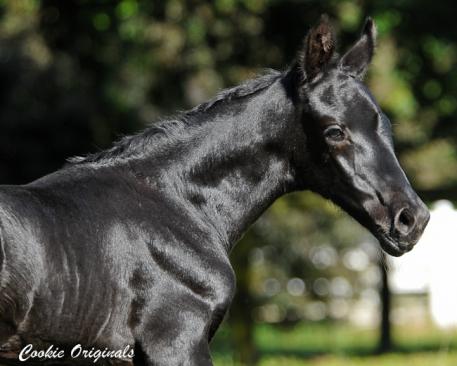 Jura" out of Finale (Dream Rubina's sister) (Photo: Cookie Originals)