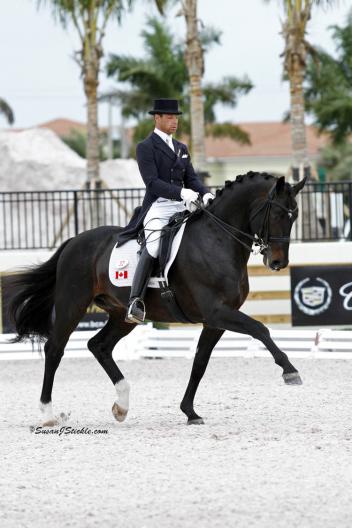 New Canadian citizen David Marcus riding Chrevi&rsquo;s Capital excelled in dressage competition during the 2012 winter season in Wellington, Florida.Photo: Sue Stickle 