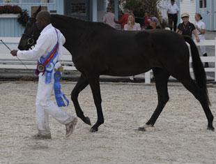 Reserve Young Horse Champion Dazzle. Photo Hoof Print Images