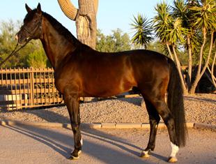 Deklan - Sold in one month on DressageDaily's HorseMarket!