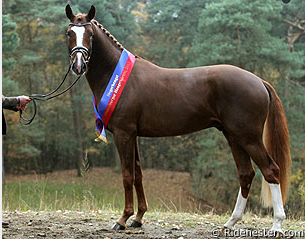 The De Niro x Rosario x Feiner Stern stallion that was named champion of the 2013 Oldenburg Stallion Licensing (Photo: © Ridehesten)