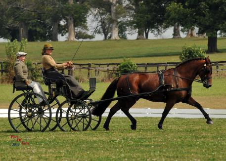 Kate Shields and Hastings Winslow set the standard at the Kentucky Classic CDE USEF National Championships for Single Horses. Images by picsofyou.com