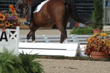 Utah-based Premier Equestrian, a leading supplier of equestrian equipment, horse jumps, dressage arenas, and world-class footing, is proud to be sponsoring the Region 5 USDF Regional Dressage Championships this year in their very own home state of Utah on Oct 5th-7th.  Premier has provided arenas, footing, and more for some of the top dressage competitions across the country.  (Photo courtesy of Premier Equestrian)
