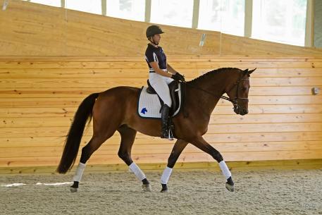 Eclipse ISF (Sir Sinclair) earned 1st premium and the Star predicate. He was also the High Score Young Dressage Horse in the studbook inspection. (Photo: Stacy Lynne Photography)