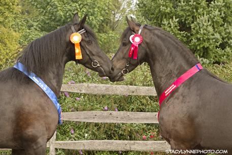 Champion Mare went to Evita ISF (Ulbert) and reserve champion Echo ISF (Ulbert). (Photo: Stacy Lynne Photography)