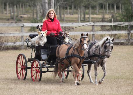 Happy Holidays to all our wonderful readers from Mary Phelps, Trooper, Bird Buddy, Dusty and Tasha. Stay tuned for great things to come in 2013. Photo: Betsy LaBelle