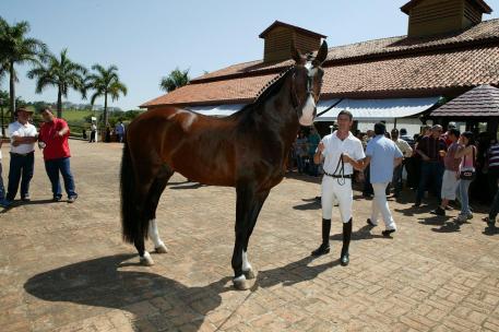 nteragro Lusitanos was filled with the sounds of bidding and sights of stunning Lusitano horses at their annual Interagro Collection National Auction, which took place on August 25, 2012 in Itapira, Brazil.  Photo:  Murilo Constantino