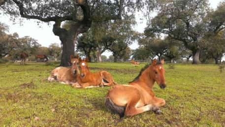 Yeguada de Ymas farm in Spain  Photo: Yeguada de Ymas