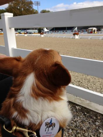 Fiona watching the action at Dressage at Devon