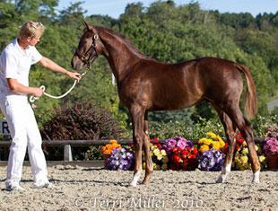 Fleetwood ISF - Sired by UB40. Photo Terri Miller