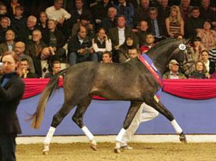 Top price at Vechta – the grey colt by Flemmingh (Photo – Eurodressage)
