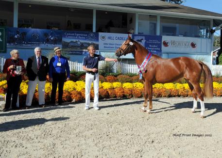 Iron Spring Farm's Floraya ISF (Florianus 2 x Toraya) won the Filly Championship