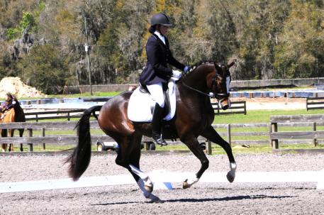 Floris – KWPN (Florencio x Krack C) owned by Jacek and Yvonne de Haan and ridden by Lesley Eden Photos: Lynn Eden Deer 