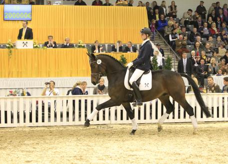 Friemel (Fidertanz x De Vito) Top Priced Horse of the Autumn Sale