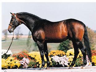 Glendale is the damsire of horse of the century, Totilas. Glendale is also half-brother to another Iron Spring Farm stallion, Consul (Photo Terri Miller)