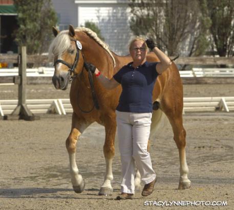 Breed Classes for Haflinger 