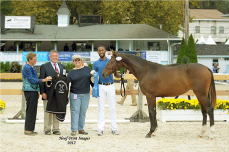 Winner of Hanovarian class Age 2 and under Francheska AH (Photo: Hoof Print Images) 