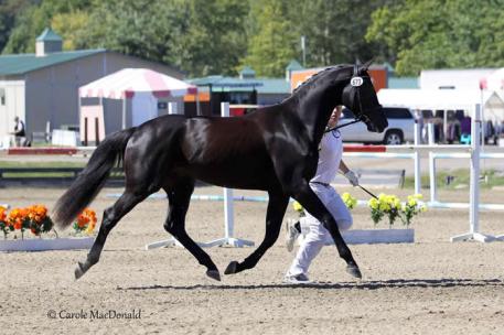 The NEDA Grand Champion for the breed show was Sir Sebastian, a Hanoverian by Sir Gregory that is owned by Alix Szepesi and was shown by Robert Murray. Photo: Carole MacDonald