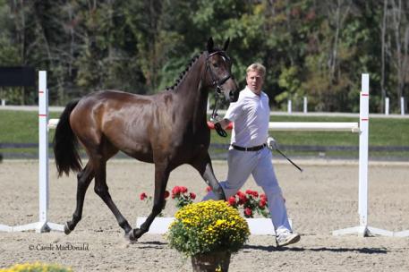 Dakesa, by Dacaprio out of SPS Pakesa, crowned the 2013 Champion for Fillies in the USDF New England Breeder’s Series Championship at the New England Dressage Association’s Fall Festival. Photo: Carole MacDonald