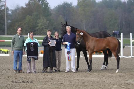 Bellasaria HM, by Bellissimo M and out of EM Day Dream - championship title for foals in the New England Breeder’s Series Championship.  Photo: Carole MacDonald 