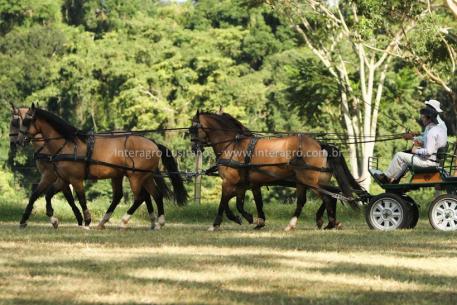 Interagro’s matched team of buckskin Lusitanos. (Photo: courtesy of Interagro Lusitanos)