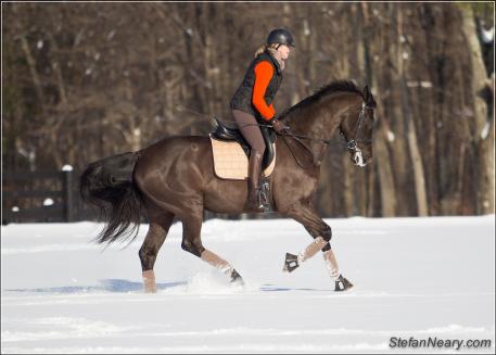 “Sandro’s Boy" Oldenburg gelding by Sandro Hit owned by Debra Wiedmaier (Photo by StefanNeary.com)