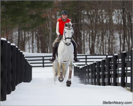 Mexicano” Andalusian Stallion owned by Diandra Douglas (Photo by StefanNeary.com)