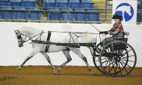 Amanda Compton and Finale AA at the 2013 Arabian Sport Horse Nationals (Photo Courtesy of Amanda Compton)