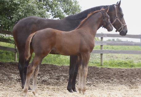 Catalogue #24 - lImax - 2013 colt by Totilas / Sandreo / Balzflug