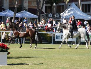 Cherri Reiber, and the Lusitanos Zerbino Interagro and Visitor Interagro, presented a tandem driving exhibition at the Fidelity Investments Holiday HorseFest at the Meyer Amphitheatre in West Palm Beach’s downtown waterfront. The two Lusitanos, who come from Interagro Farms in Brazil, demonstrated the piaffe, passage, and Spanish walk for the crowds.