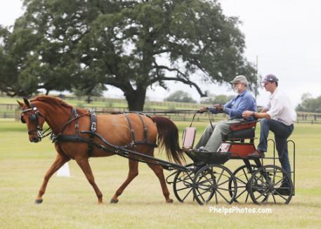 Joe DelFino with his North Hero Firehawk works with Koos de Ronde in dressage at Cranewood Farm in Ocala