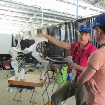 Dr. Suzan Oakley of Oakley Equine clarifies SI positioning technique on the model.