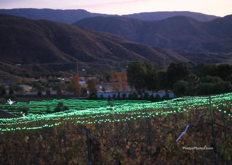The beautiful view at Kingsway Winery in Temecula, California where the Quailhurst Christmas trees were on sale.