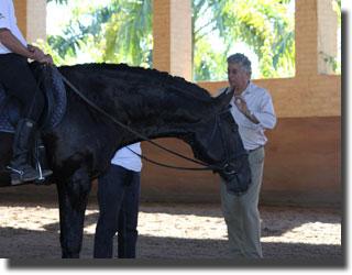 Interagro Lusitanos, the exclusive, world-renown Lusitano breeding facility situated is now offering private visits to the Brazilian farm for horse enthusiasts wishing to purchase an Interagro Lusitano. 