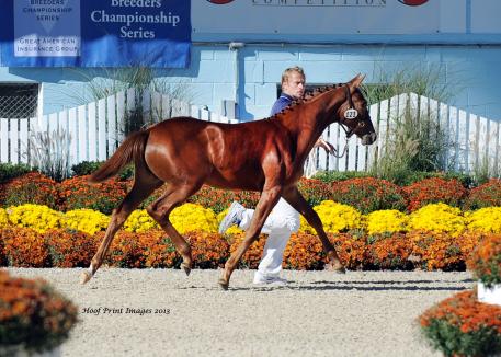 Isadora ISF (UB40 x Watch Me) Foal Champion