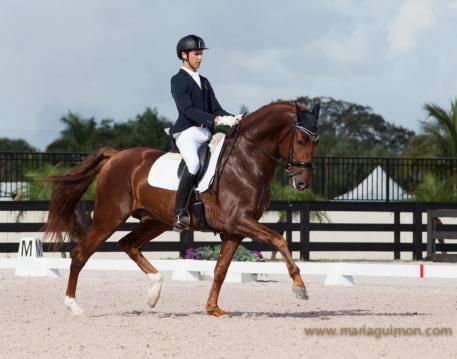 Jamaicano de Ymas III prepares to qualify for 2014 Verden World Young Horse Finals with Juan Matute Jr. in Europe  Photo: Maria Guimón