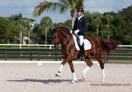 Jamaicano de Ymas III prepares to qualify for 2014 Verden World Young Horse Finals with Juan Matute Jr. in Europe  Photo: Maria Guimón